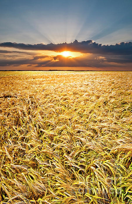 Sunset Wheat Photograph