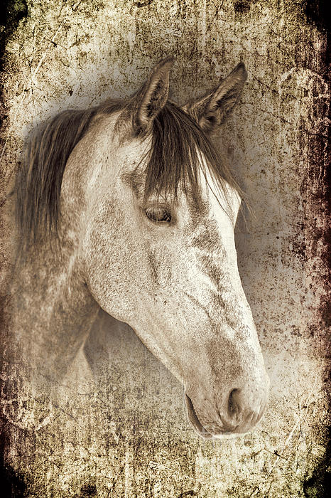 Meet The Andalucian Photograph