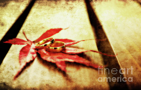 Wedding Rings On Red Photograph