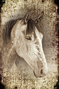 Poster / Fine Art Print