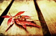 Poster / Fine Art Print Poster / Fine Art Print